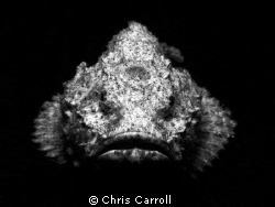 This white humpback scorpionfish was sitting on the sand,... by Chris Carroll 